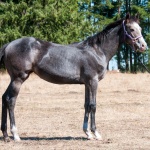 CHLOE - out of Shes Just Royally Cool APHA (Owned by Deanna Phillips)